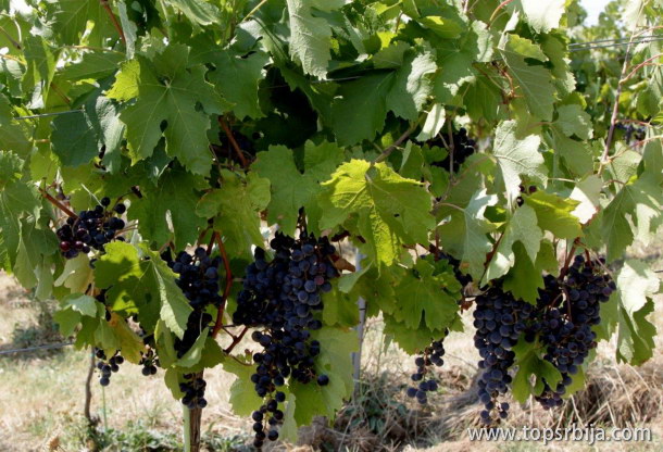 Vinograd vinarije Probus